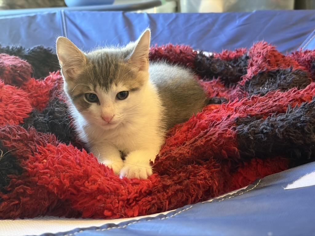 Kitten 1