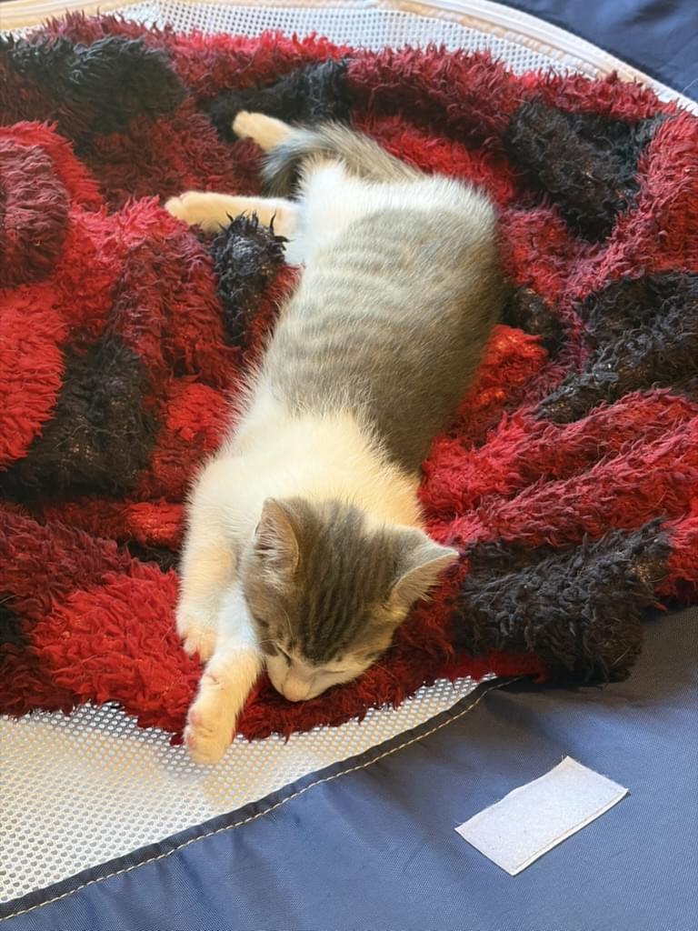 Biscuit photo 6