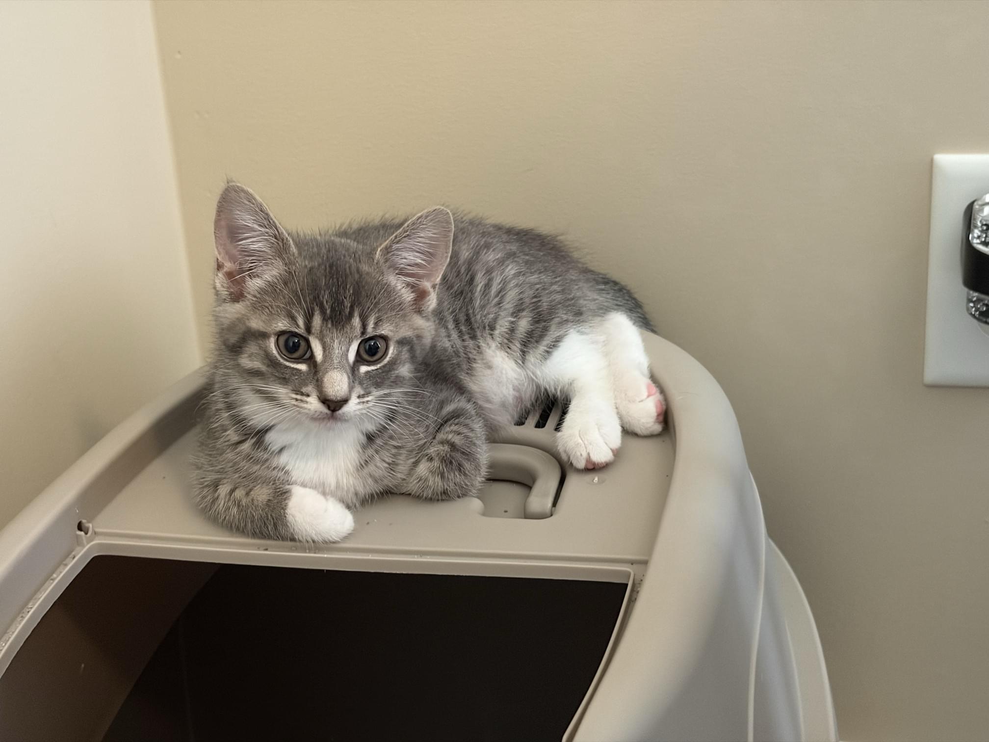 Kitten 2
