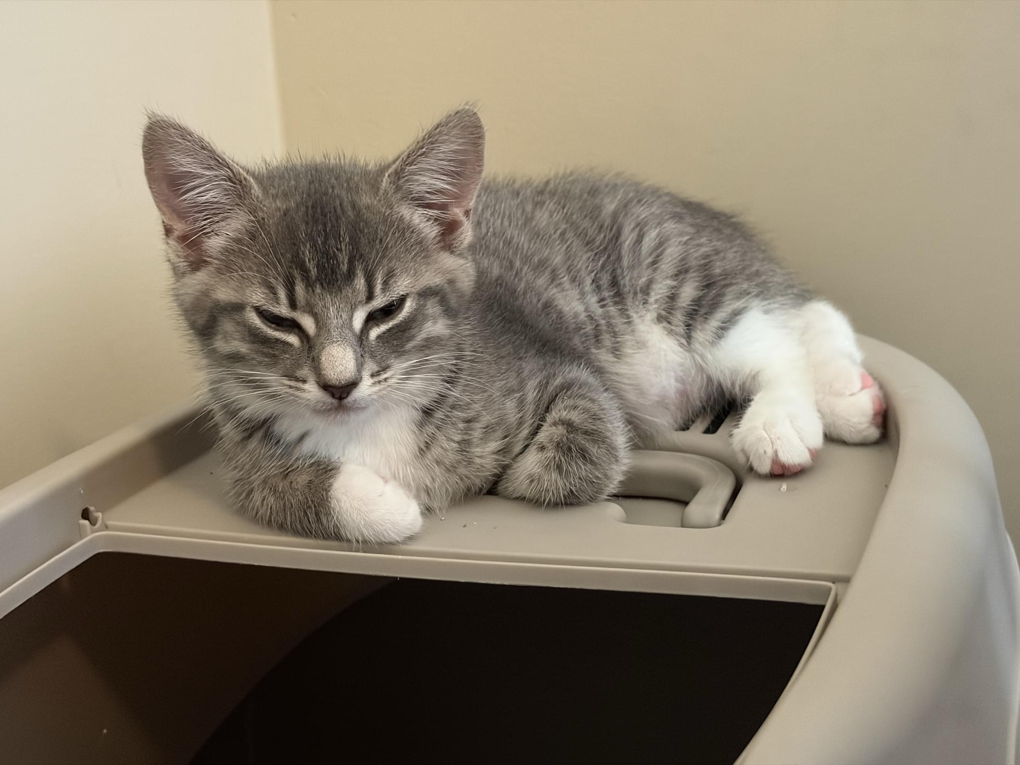 Mochi photo 1