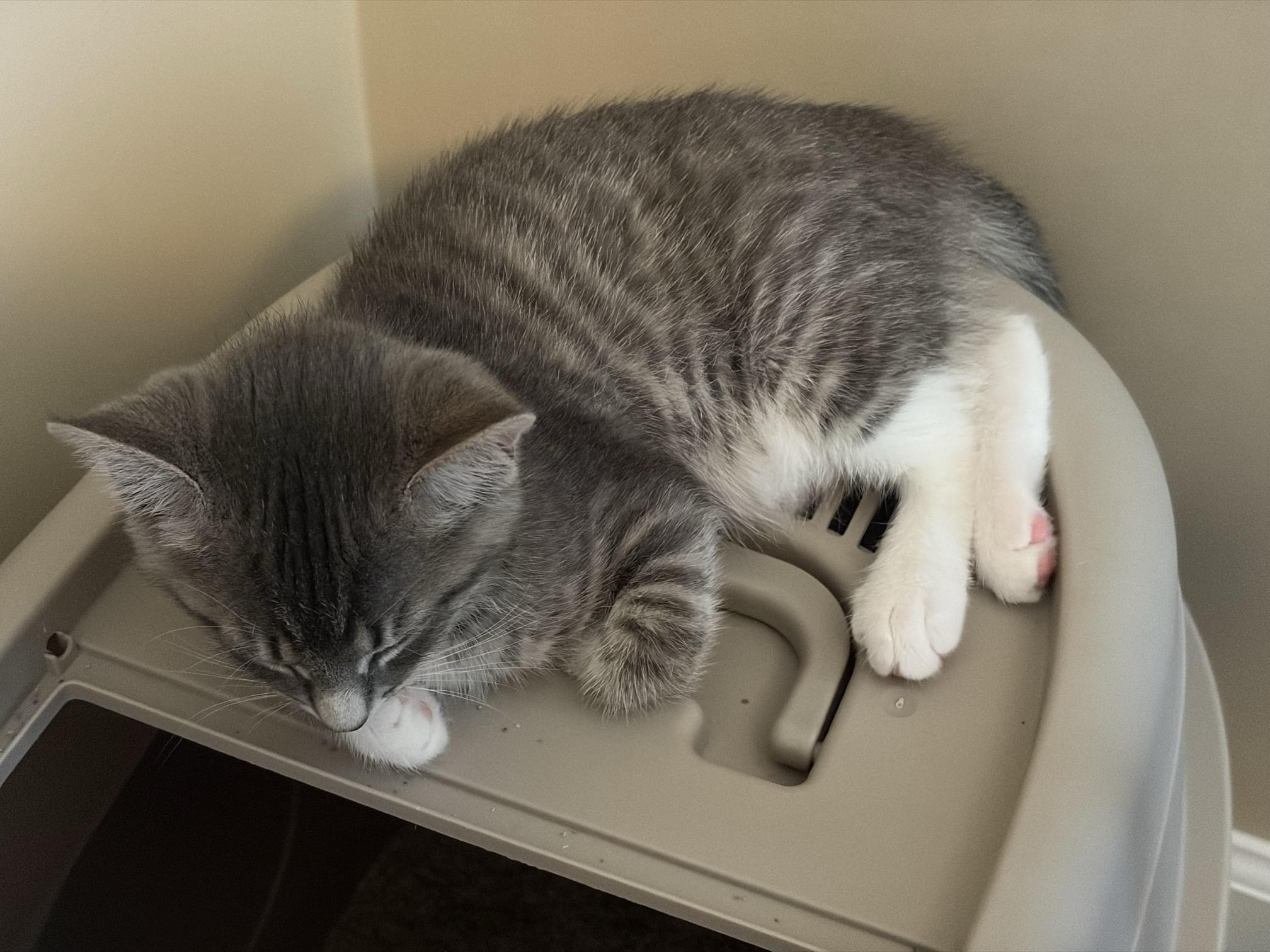 Mochi photo 2