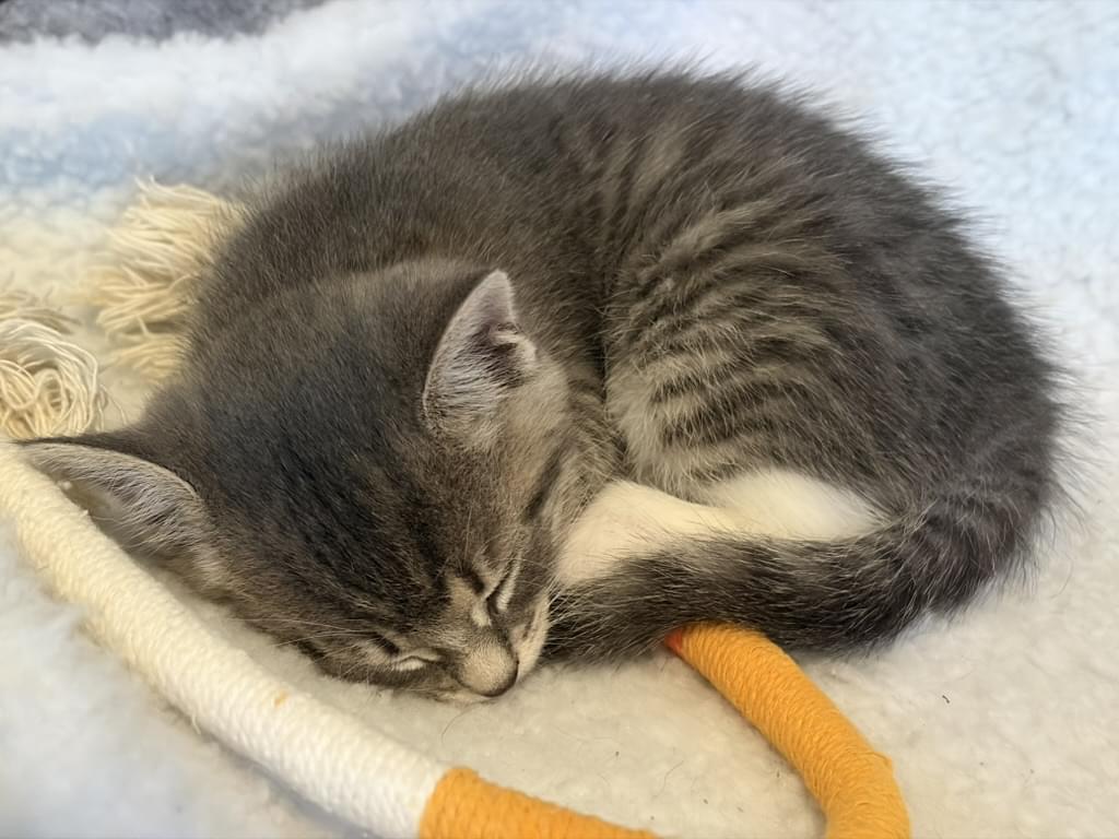 Mochi photo 4