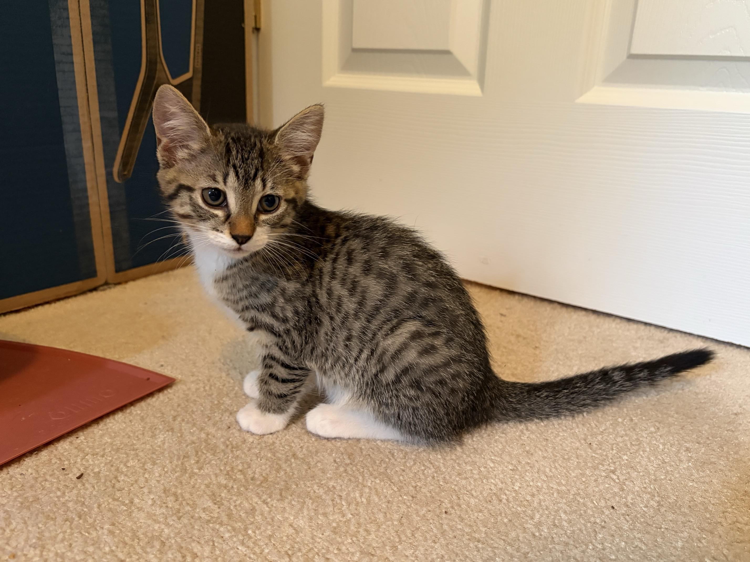 Kitten 3